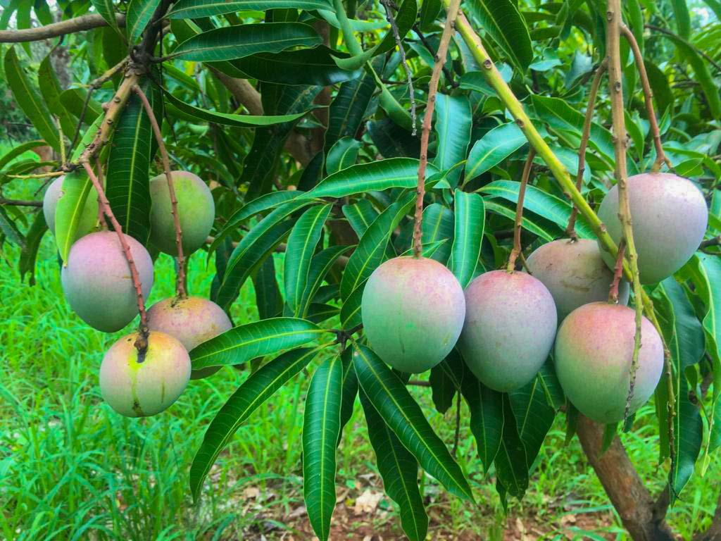 Asgiriya Estate – Wanathawilluwa, Puttalam