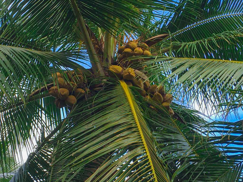 Suwendrini Estate, Madurankuliya, Puttalam