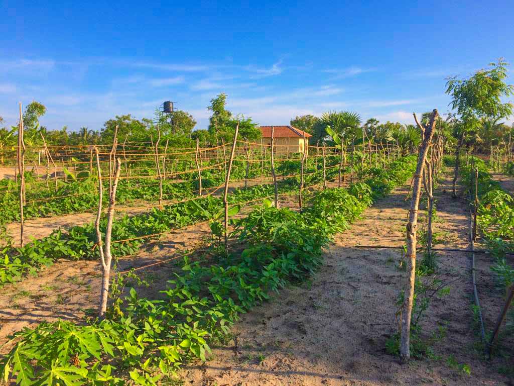 Permaculture Farm Development – Spice Trails Farms, Komari, Pottuvil