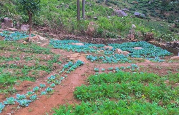 Organic Vegetable Cultivation at Viharagala Estate, Beragala