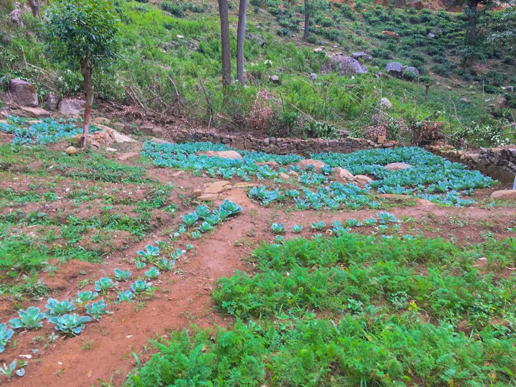 Organic Vegetable Cultivation at Viharagala Estate, Beragala