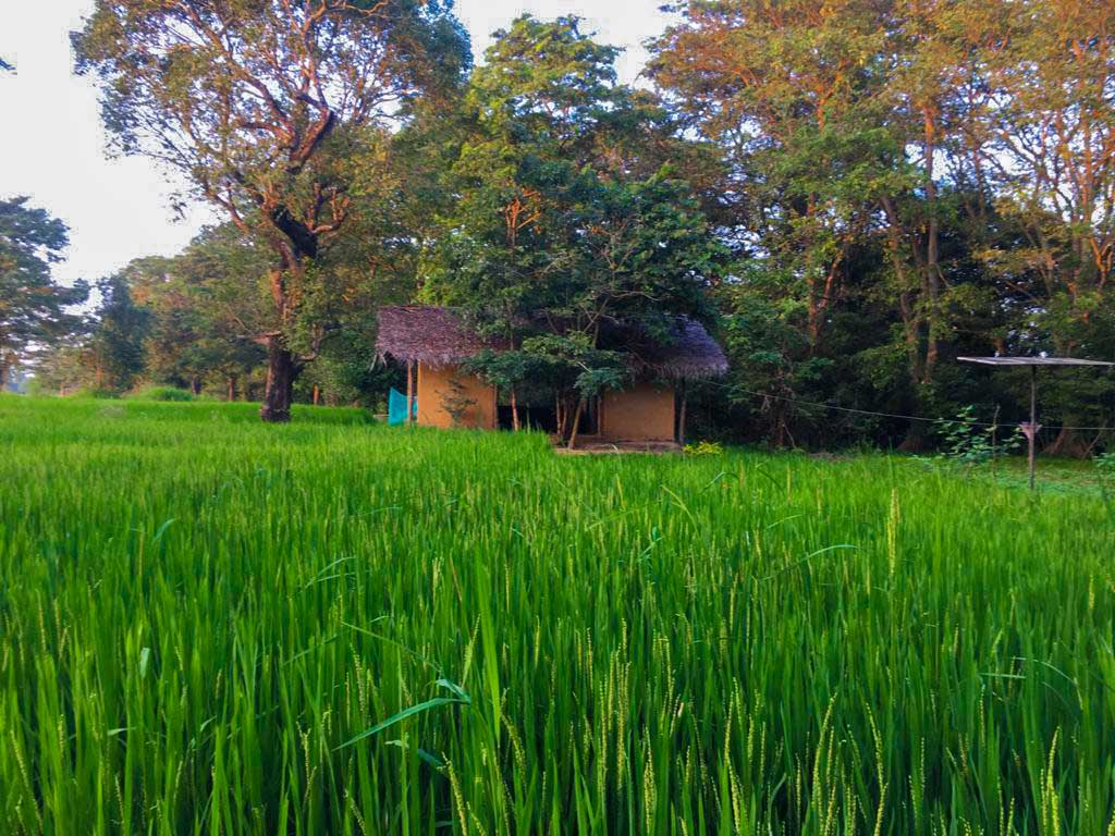 Back of Beyond Agro Pvt Ltd- Sigiriya, Pidurangala and Tangalle