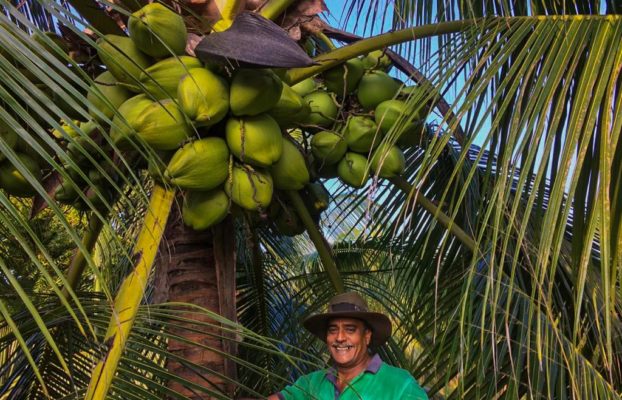 Coconut Land Management- Wanathawilluwa, Puttalam