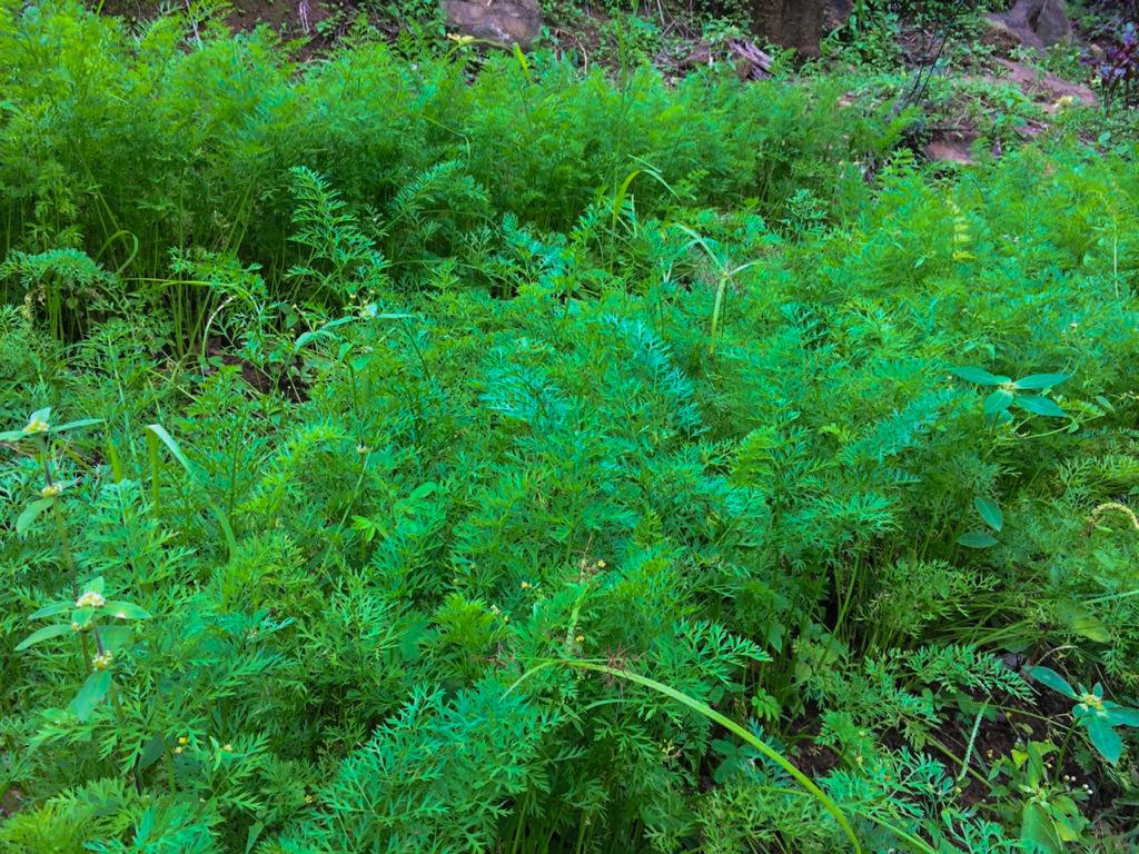 Organic Vegetable Cultivation, Halpe, Bandarawela